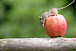 Maus auf einem Apfel
